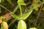 Largeleaf rose gentian